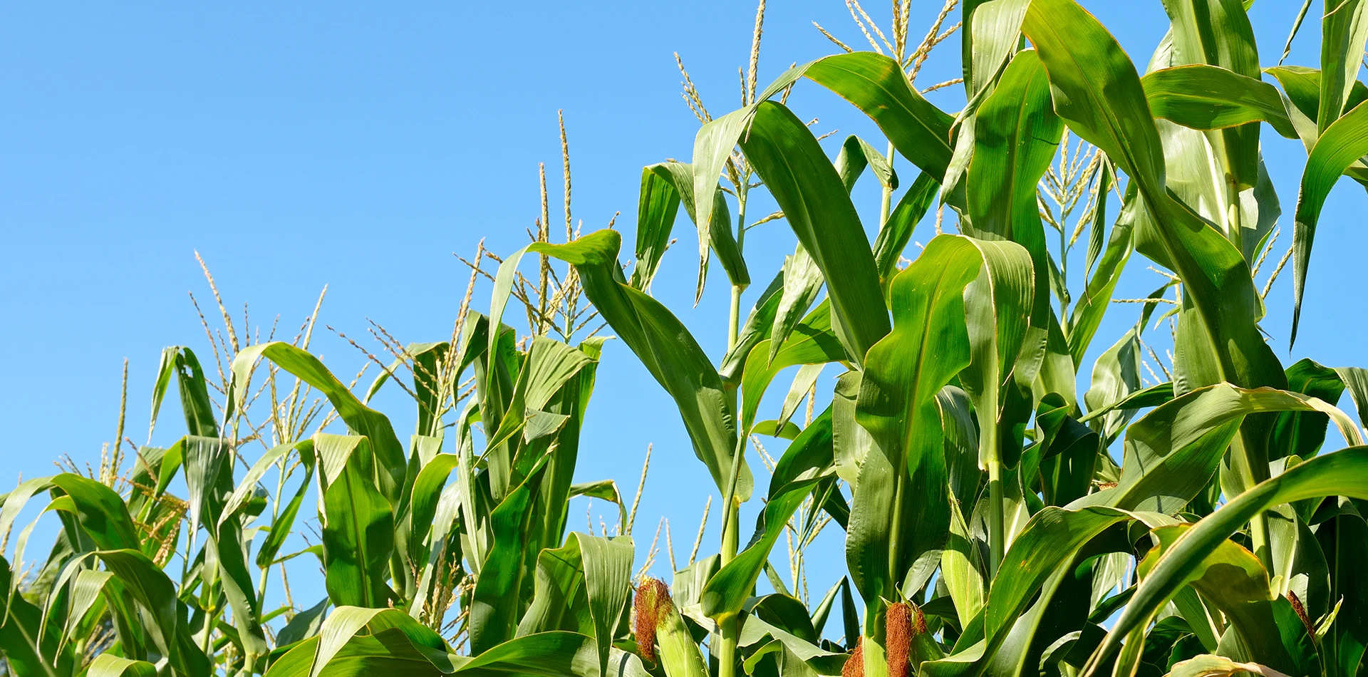 Leverantör av Whole Plant Corn Silage
