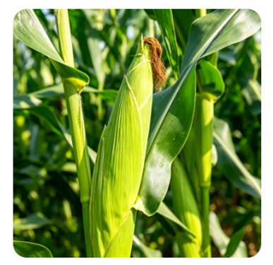 Yiman Agriculture utökar den globala leveranskedjan för premium jordbruksråvaror
