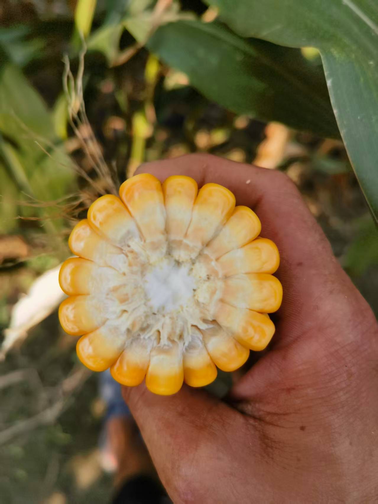 Varför ska gårdar med små idisslare välja specialmajsensilage för får och get? Varför ska gårdar med små idisslare välja specialmajsensilage för får och get?