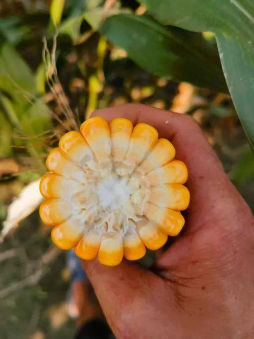 Med väderhändelser med hög luftfuktighet som ofta inträffar över hela världen, hur kan man producera färsk majsensilage av hög kvalitet för förhållanden med hög luftfuktighet med hjälp av vetenskapliga processer?