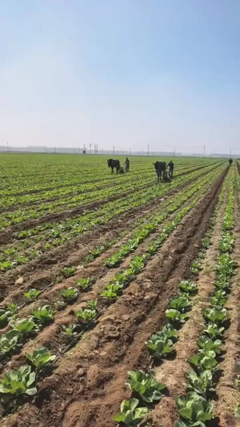 Med frekventa utmaningar som förekommer inom global lagring och transport av färskvaror, hur kan vi bibehålla den färska kvaliteten på rundkål från Yiman Agricultural från början till slut? Med frekventa utmaningar som förekommer inom global lagring och transport av färskvaror, hur kan vi bibehålla den färska kvaliteten på rundkål från Yiman Agricultural från början till slut?