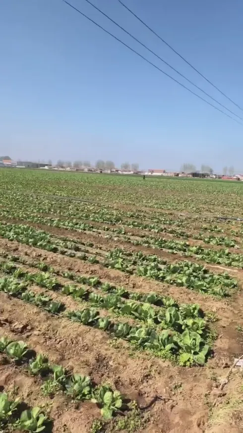 Vilka kärnstyrkor gör Yiman Agriculture till din idealiska leverantör för bulkimportprojekt för inlagd kål? Vilka kärnstyrkor gör Yiman Agriculture till din idealiska leverantör för bulkimportprojekt för inlagd kål?