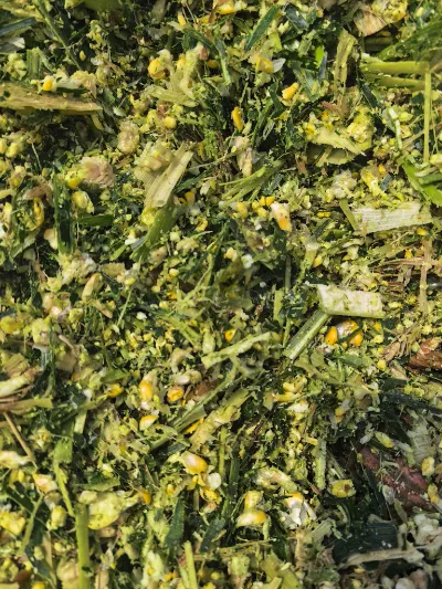 Vilka kärnstyrkor gör Yiman Agriculture till din idealiska leverantör för bulkimportprojekt för inlagd kål?