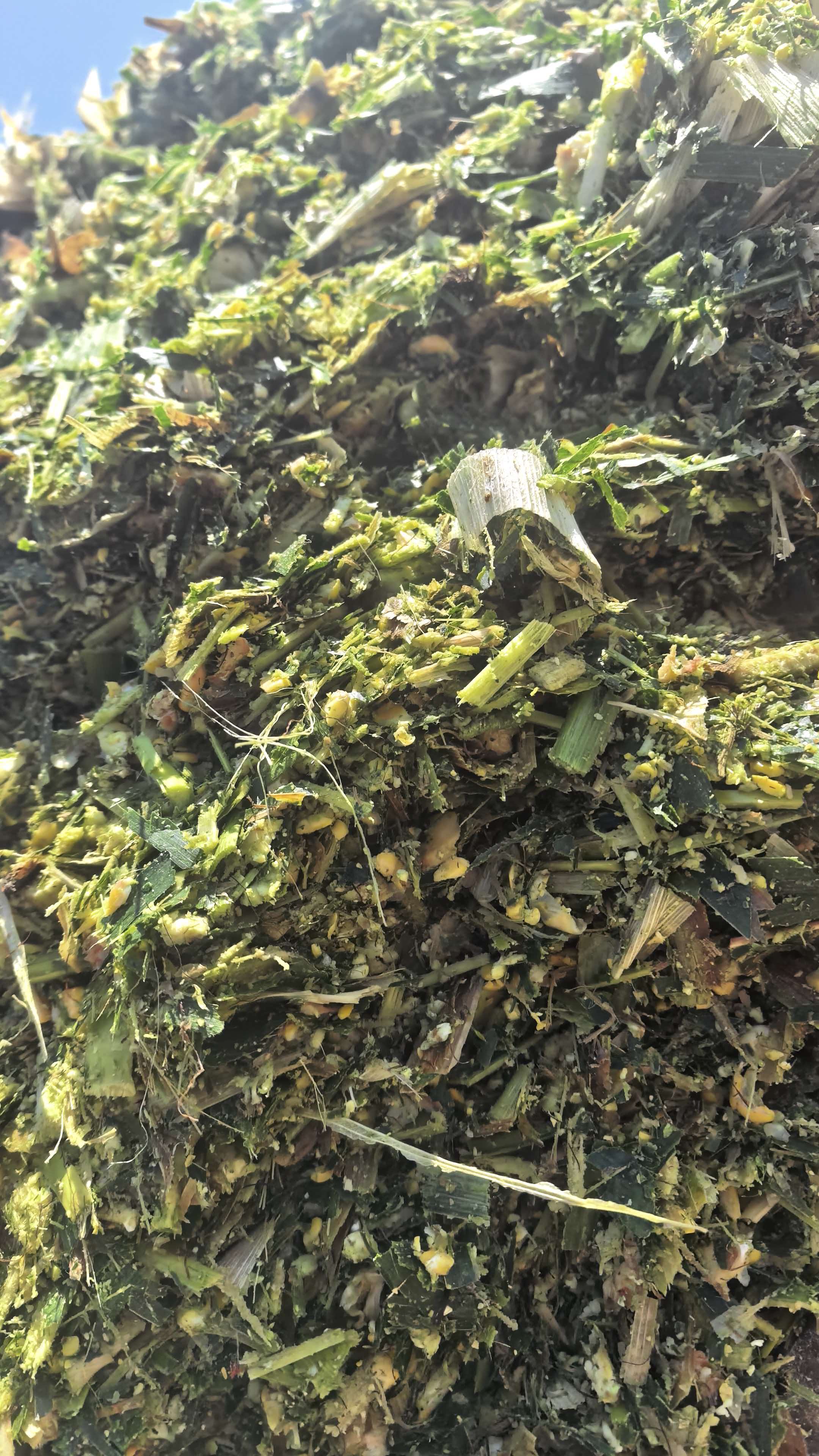 Varför ska gårdar med små idisslare välja specialmajsensilage för får och get?