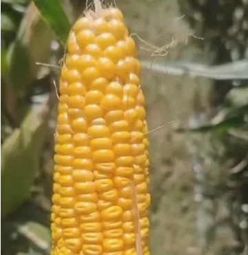 Varför moderna boskapsgårdar föredrar majsensilage av hela växten