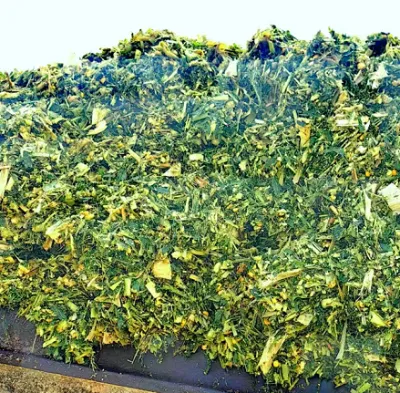 Hur ökar högkvalitativt majsensilage blandat foder vinstmarginalerna för boskapsuppfödningen?