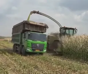 Hur kan man optimera majsensilageidéer för att öka boskapens foderkvalitet och gårdsvinst?
