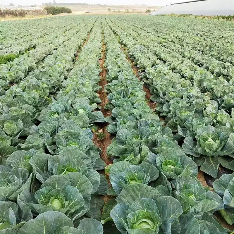 Farm färsk rundkål
