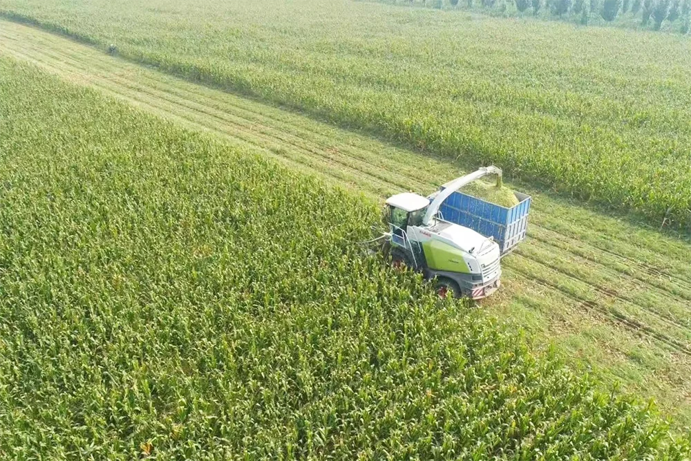 Summer Harvest Corn Silage