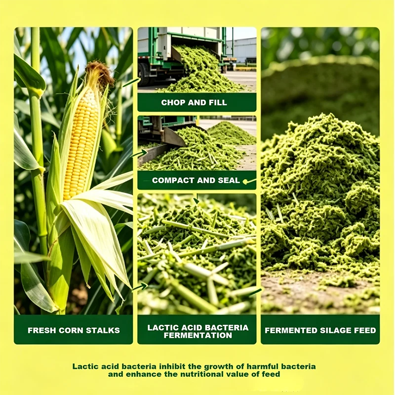 Mjölksyrafermenterat majsensilage