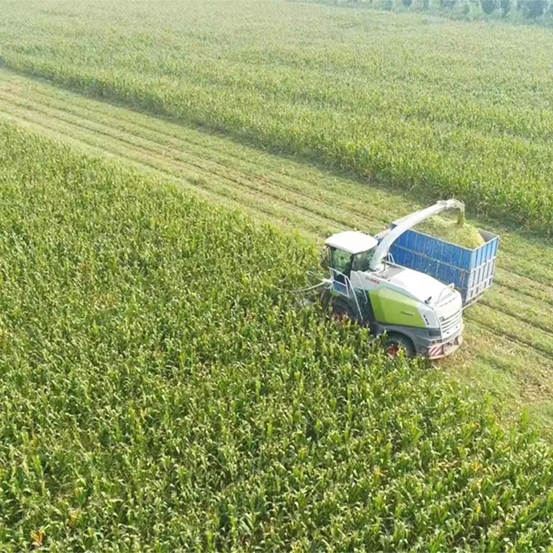 Sommarskörd majsensilage